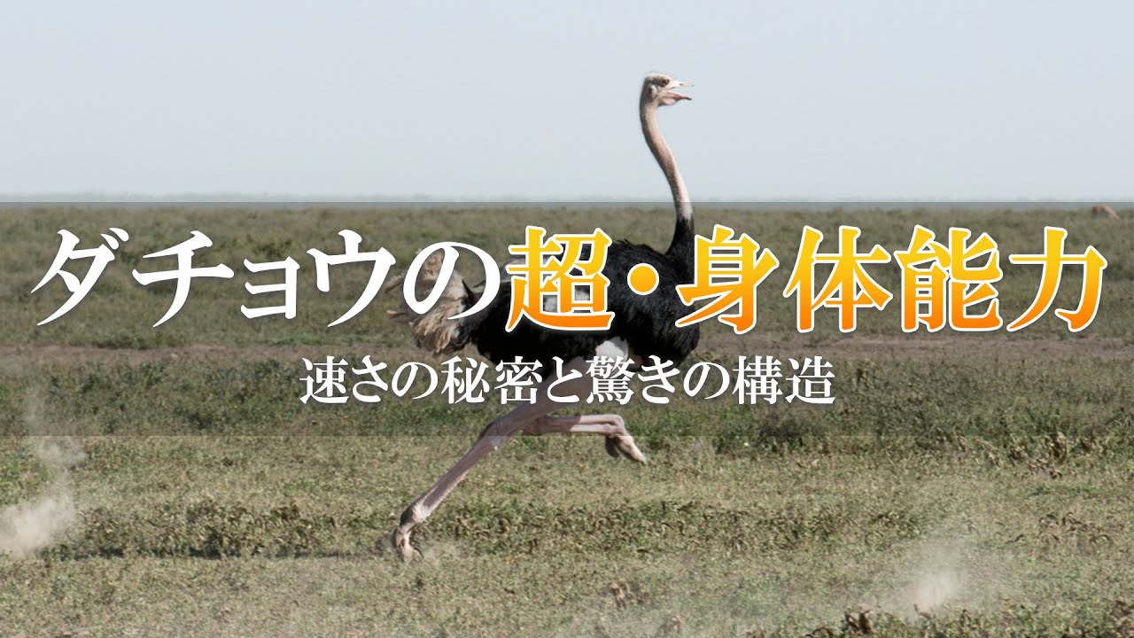 ダチョウの身体能力速さの秘密と驚きの構造【美里オーストリッチファーム】