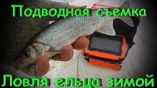 Ловля ельца зимой ночью