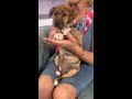 Pet of the week: Goggies