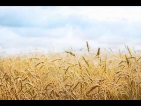 Iurie Sadovnic              Fata Pîinei.