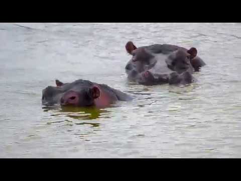 Rainbows, hippos & plenty of birds