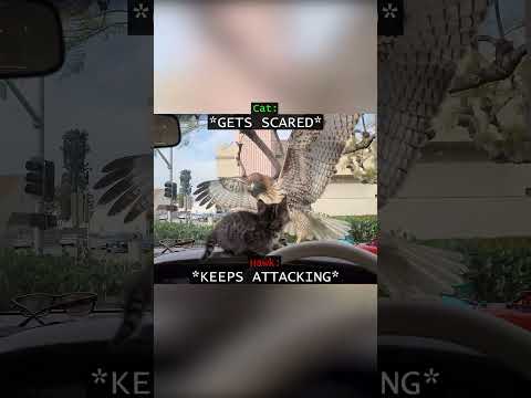 When a Hawk Tried to Attack a Tiny Kitten...