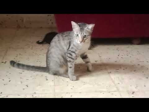 #ilovecats 💕🐱#catfamily