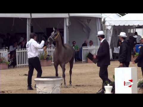 N.39 ELEKTRA ARABIAN - Menton 2015 - Fillies 2 years old (Class 2B)