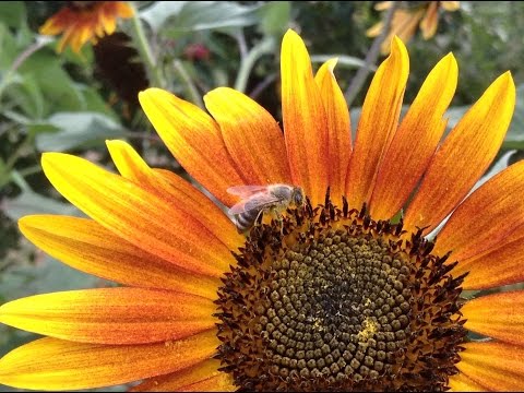 Včely v prírode a ich produkty 2015