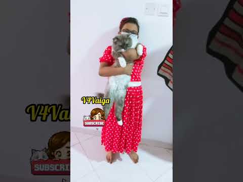 🐕Funny Dogs and Cats Videos🐈|2023| V4Vaiga. P-1