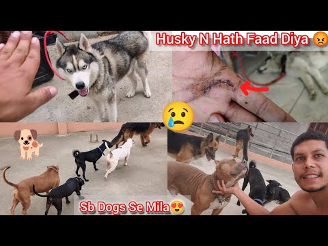 Husky N Attack Kar Diya Hath Faad Diya Pura😰Stretch Lagvna Pde😢|| Ghar Jata He Sb Dogs Chipat Gye 🐶