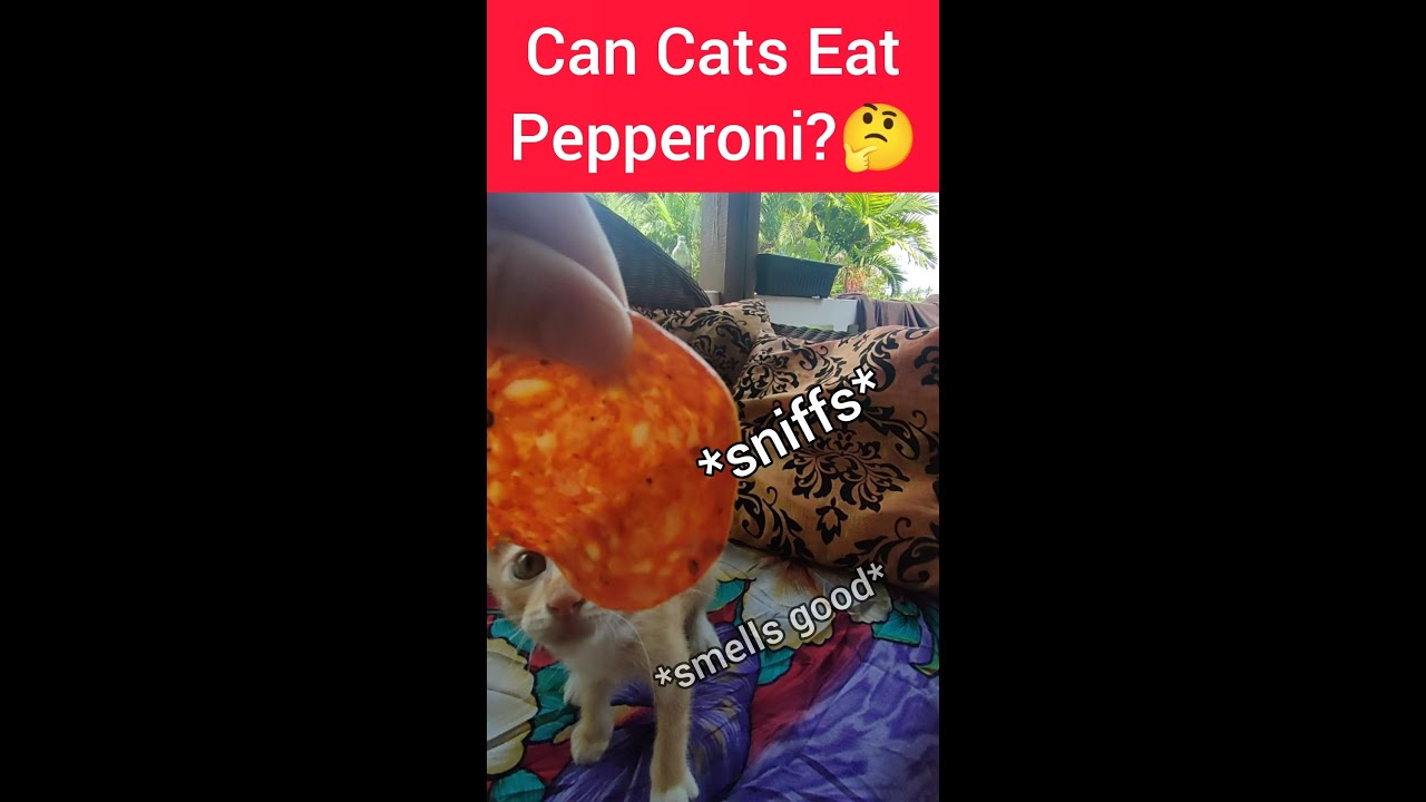 Watch video Can Cats Eat Pepperoni Is It Safe Or Toxic For Them (Watch Before You Give It To Your Kitty) Now Can Cats Eat Pepperoni Is It Safe Or Toxic For Them (Watch Before You Give It To Your Kitty)