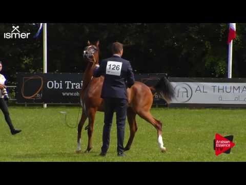 N.126 MADAGASKAR J - Ströhen 2017 Int B-Show - Yearling Colts (Class F)