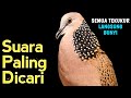 Suara Burung Tekukur Gacor Khusus Pancingan Yang Malas Bunyi Putar Langsung Nyaut