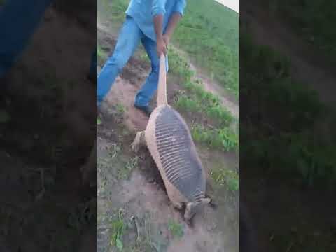 Armadillo gigante