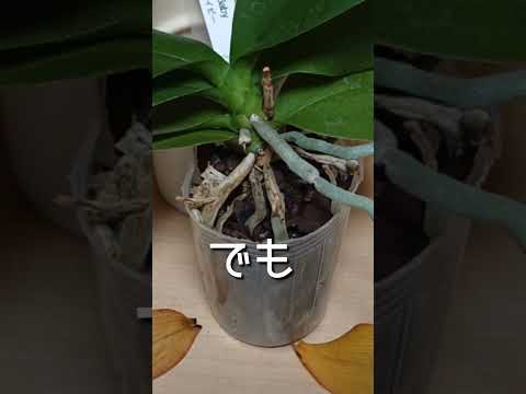 茎のなくなった蘭を再び咲かせるにはどうすればよいでしょうか？私たちのシンプルなソリューション!  庭園