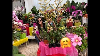 Mother's Day Gift Ideas, Shopping for Orchids, Choosing a Healthy Orchid