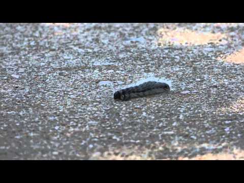 nature in my backyard episode 97 (HD)