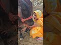 Cow Animalfarming Animals Cattlefarming Dairyherd Livestockfarming Baffalo