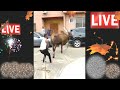 A BIG COW TAUGHT A GUY SERIOUS LESSON FUNNY N ALSO MIND BLOWING In Slow Motion REAL LIFE ACTION