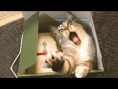 Lustige Tiere scheitern Video 😂😂 - Süßer Hund und Katze zum totlachen versuchen nicht zu lachen