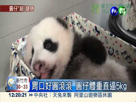 圓仔直逼5公斤 嬰兒床快塞不下