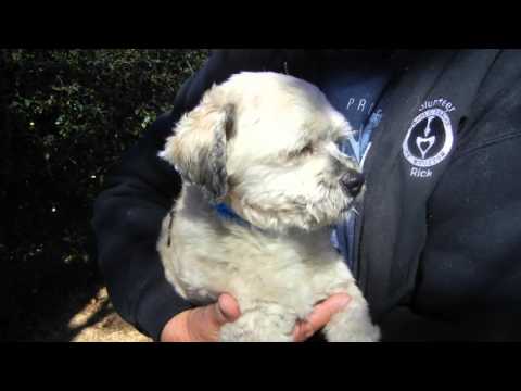 Bilbo Baggins, an adopted Shih Tzu & Poodle Mix in Houston, TX_image-1