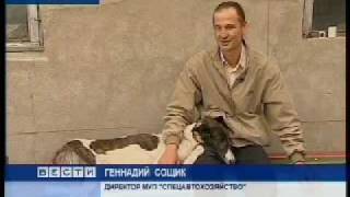 preview picture of video 'ОРОО Друг - приют для бездомных животных Омск.'