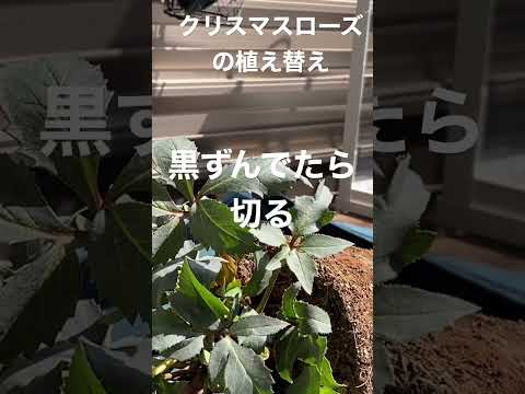 クリスマスローズを再び咲かせるにはどうすればいいですか？私たちのシンプルなアドバイス！  庭園