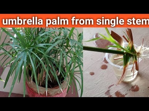 How to grow umbrella palm from single stem
