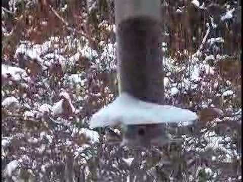 Winter Bird Feeder Traffic