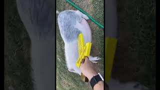 MINECRAFT PIG #2 #SHORTS