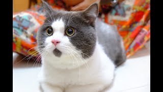 Самые Смешные Животные №124