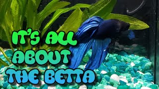 It's Betta time
#Betta #FishFam #Fishtube