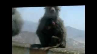 preview picture of video 'Bassunter- monkey in taif.3gp'