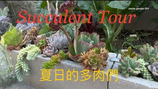 Succulent Garden Tour  #熬过了夏日的多肉植物们  #多肉植物 #backyardgarden @Jessiegardendiy #relaxingmusic