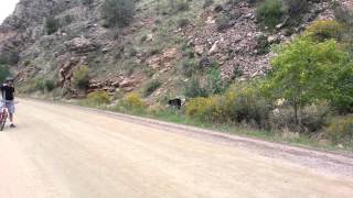 preview picture of video 'Waterton Canyon & Bear'