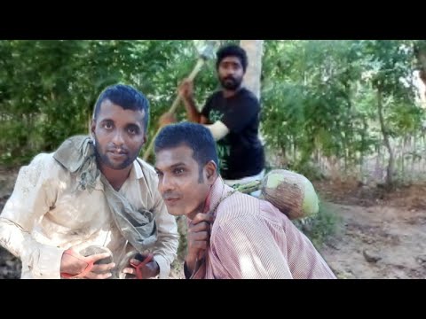 හොර පොල් කැඩීම _ HORA POL KADIMA