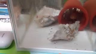 妹ちゃんのお魚リミックス動画ーーーーーーー❗