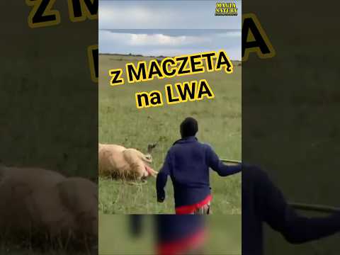 Szarża Masaja na Lwa