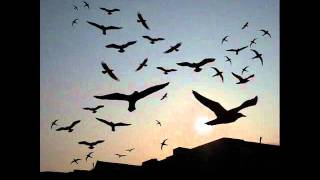 Eoghan Heaslip-All i want to do.wmv