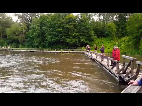 Salmon fishing @Korkeakoski Kymijoki 07.07.2020