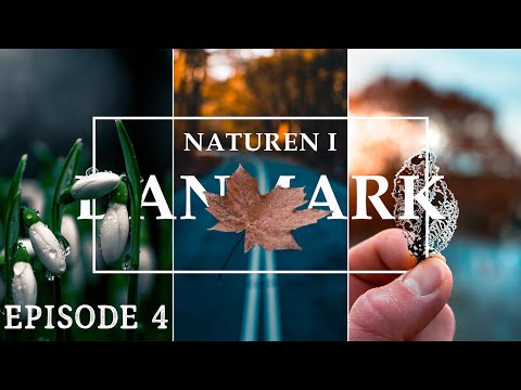 Skoven om vinteren  // vinter i Danmark