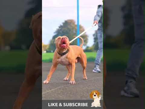 Pit Bull Dog | Pit Bull Heavy Aggression 👿🤬👹| #pitbull  #shorts #ytshorts
