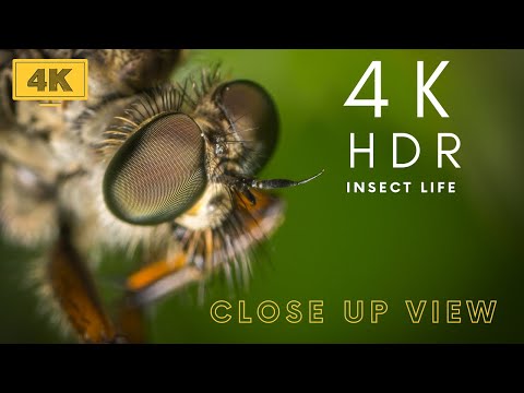 4k beautiful insect world life with close up view