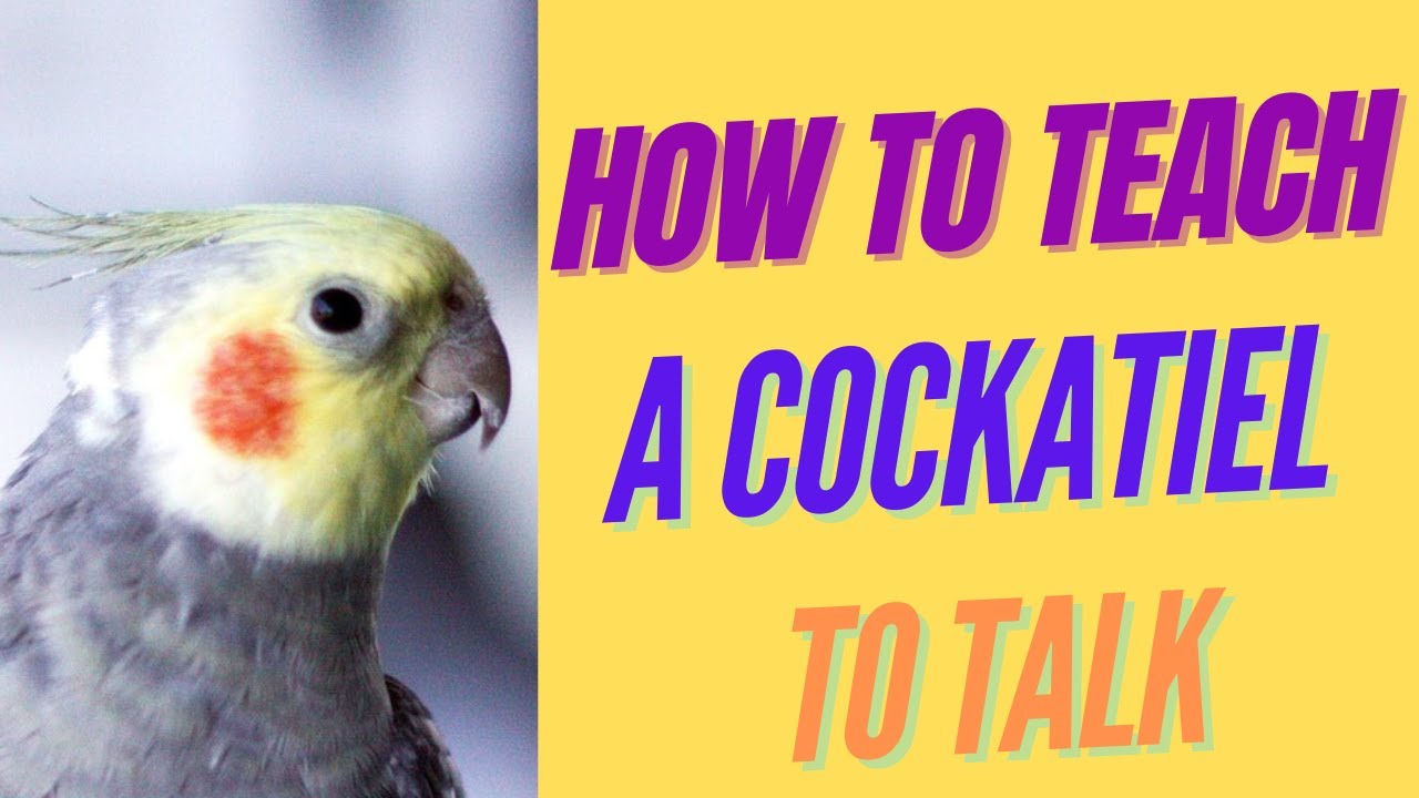 Can Cockatiels Talk? How to Teach a Cockatiel to Talk | Training a Cockatiel to Talk