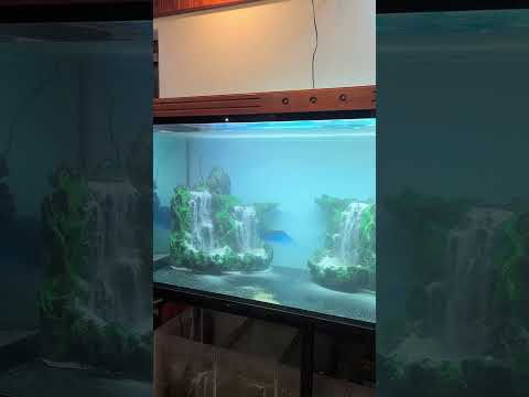 DIY sand waterfall aquarium upgrade from Arowana tank #sandfall #sandwaterfall #sandwaterfallquarium