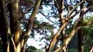 preview picture of video 'Macaquinhos no Horto Florestal'