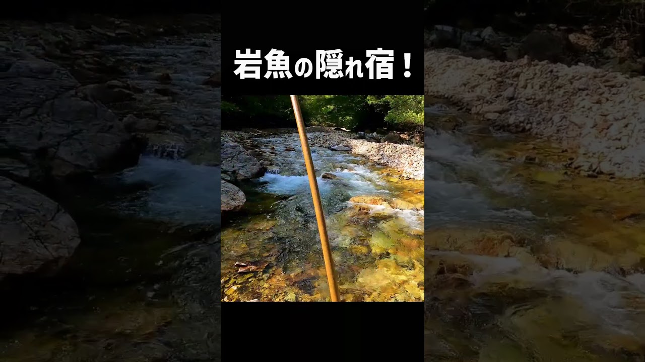 イワナを隠れ宿から釣ったるぜ！ #shorts