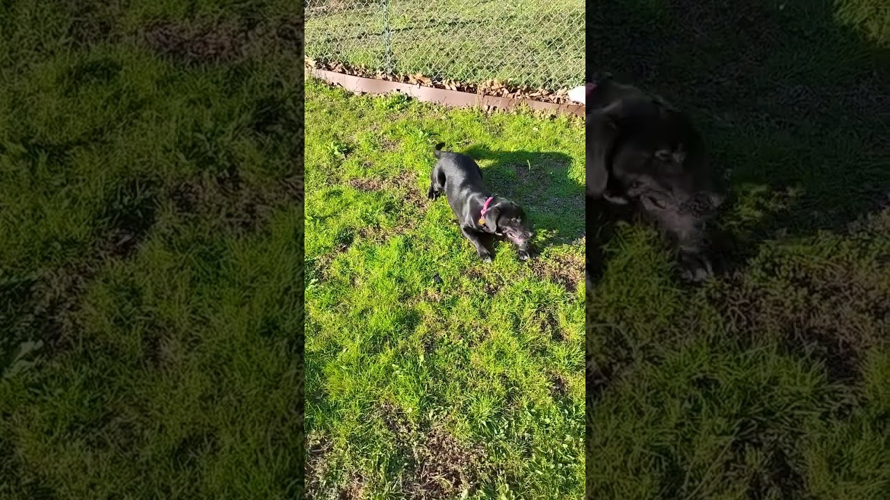 Enlarge Dottie, an adoptable mixed breed in Sparta, NJ video 5/5