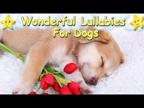 Sleep Music For Dogs And Puppies ♫ Relax Your Golden Retriever Within 5 Minutes