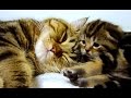 Mom Cat Talking to her Cute Meowing Kittens  20 min BONUS Video