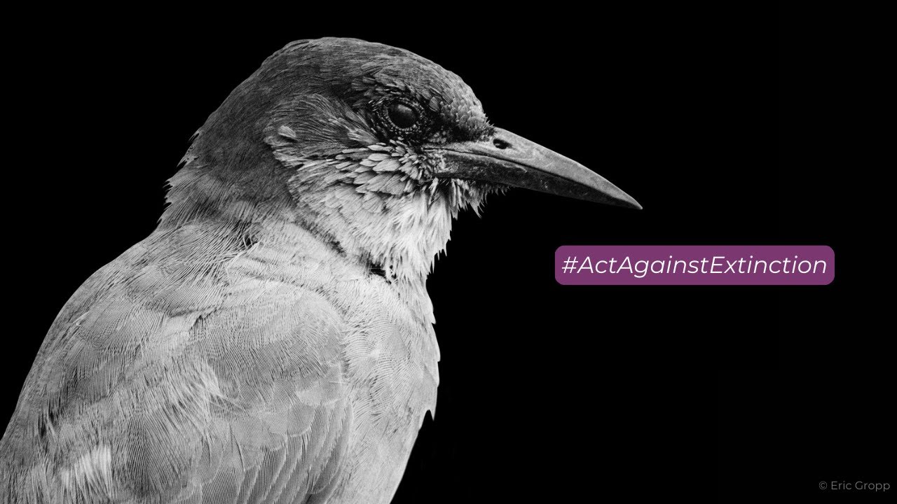 The Pinyon Jay Needs the ESA!