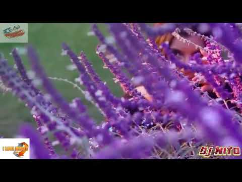 Diablitos (Versión Cumbia) - Maga Ortuzar - DJ NITO